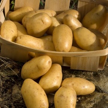 Pommes de terre Pompadour - Solanum tuberosum