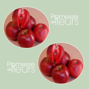 Pommier Maggy ®