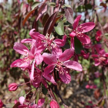 Pommier d'ornement - Malus Royal Beauty Variegata 