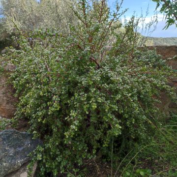 Portulacaria afra - Pourpier en arbre