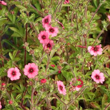 Potentilla nepalensis Miss Willmott - Potentille vivace du Népal