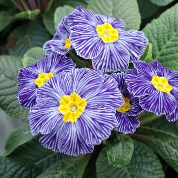 Primevère Zebra Blue Mini-motte - Primula vulgaris