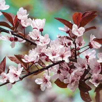 Prunier myrobolan - Prunus cerasifera Pissardii