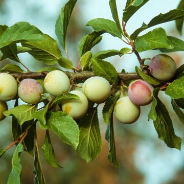 Prunier Reine Claude d'Oullins - Prunus domestica