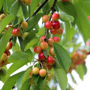 Cerisier - Prunus avium Schneiders Späte Knorpelkirsche Buisson en pot de 4l/5l