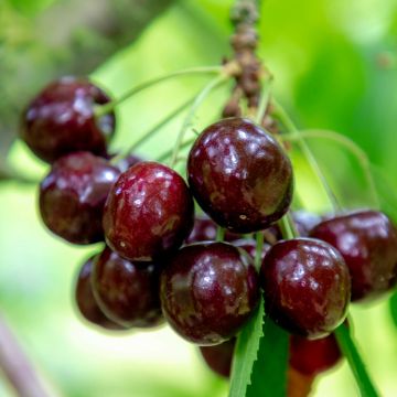 Cerisier - Prunus avium Schneiders Späte Knorpelkirsche Buisson en pot de 4l/5l