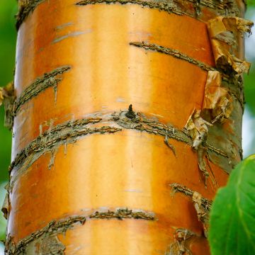 Prunus maackii Amber Beauty - Cerisier de Mandchourie