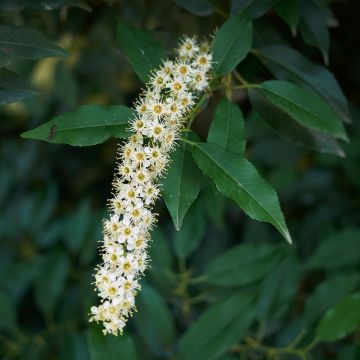Graines de Punica granatum  - Grenadier à fruits
