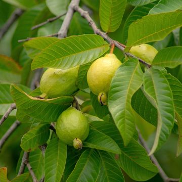 Psidium cattleianum - Goyavier de Cattley ou de Chine