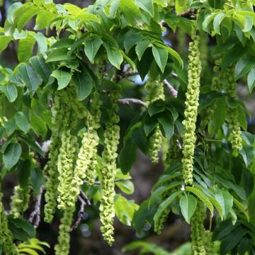 Pterocarya fraxinifolia - Ptérocaryer ou noyer du Caucase