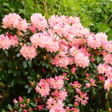 Rhododendron Percy Wiseman - Rhododendron nain 
