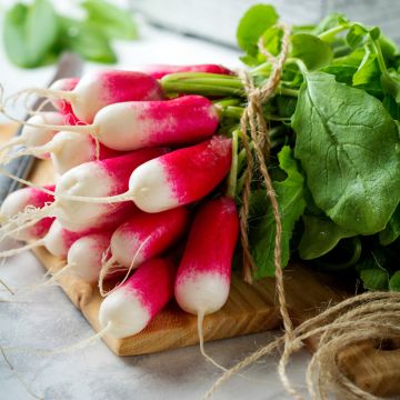 Radis French Breakfast 3 - Raphanus sativus