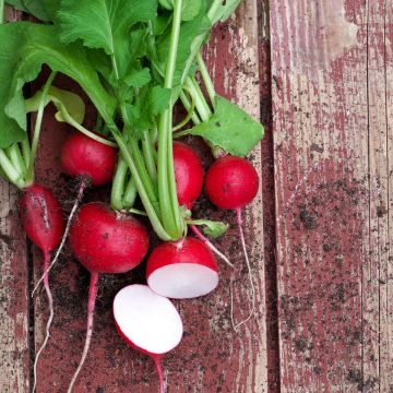 Radis Géant rouge - Riesenbutter - Raphanus sativus