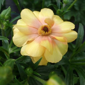 Renoncule fleur double rouge - Ranunculus asiaticus