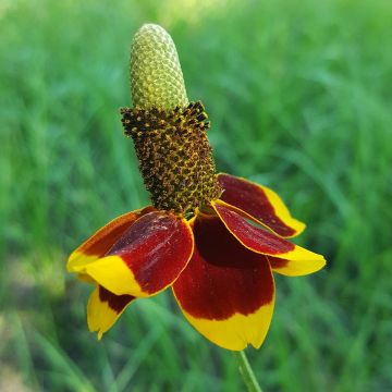 Graines de Ratibida columnifera Chapeau mexicain
