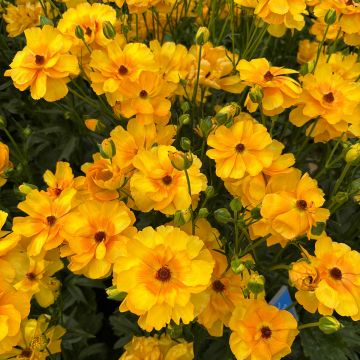 Renoncule fleur double rouge - Ranunculus asiaticus