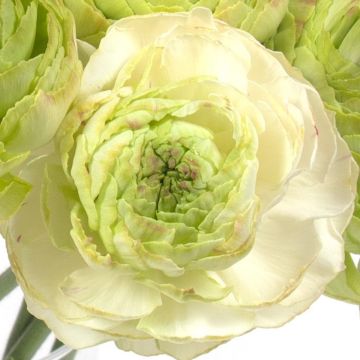 Renoncule fleur double rouge - Ranunculus asiaticus