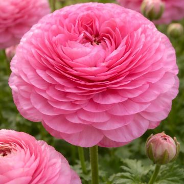 Renoncule fleur double rouge - Ranunculus asiaticus
