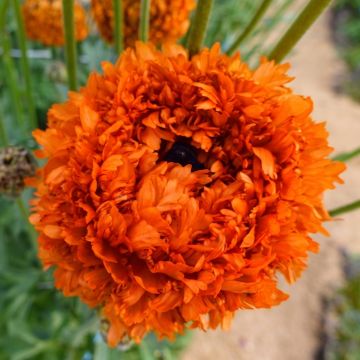 Renoncule fleur double rouge - Ranunculus asiaticus