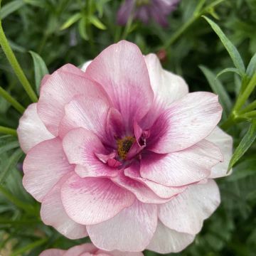 Renoncule fleur double rouge - Ranunculus asiaticus