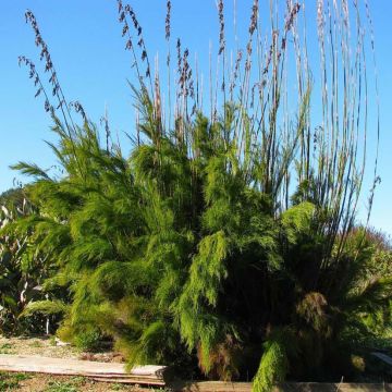 Rhodocoma gigantea - Restio géant.