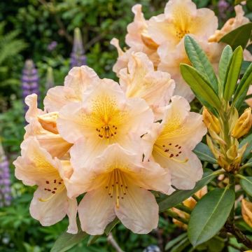 Rhododendron Tortoiseshell Yellow