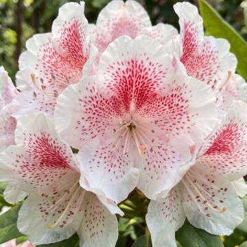 Rhododendron Sappho