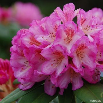 Rhododendron Sappho