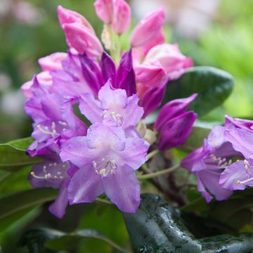 Rhododendron Blue Tit
