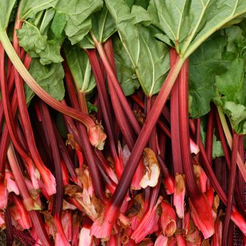 Rhubarbe Fulton's Strawberry Surprise