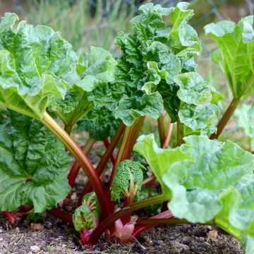 Rhubarbe Valentine