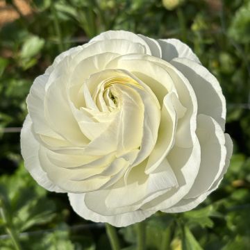 Renoncule fleur double rouge - Ranunculus asiaticus