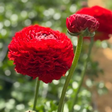 Renoncule fleur double rouge - Ranunculus asiaticus