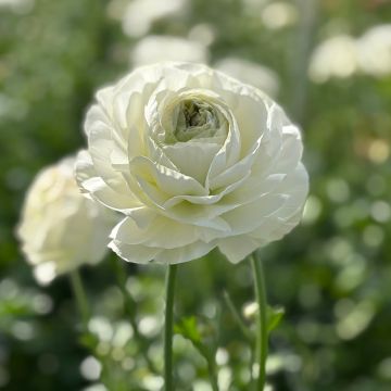 Renoncule fleur double rouge - Ranunculus asiaticus