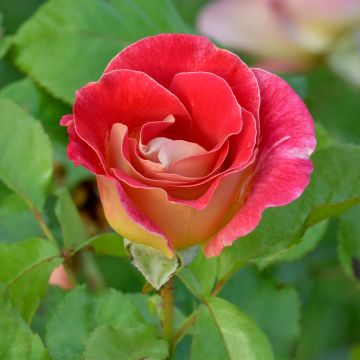 Rosier à fleurs groupées Aline Mayrisch Rose® 