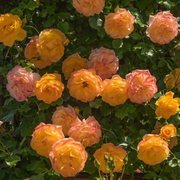 Rosier Anglais Lady Of Shalott0