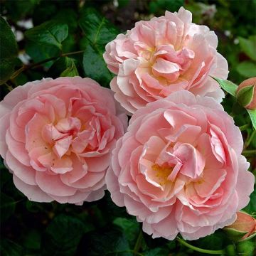 Rosier David Austin Strawberry Hill® - Ausrimini