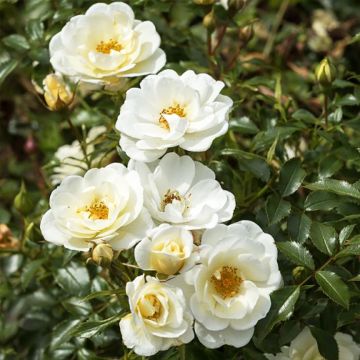 Rosier à fleurs groupées Bienenweide Ivory