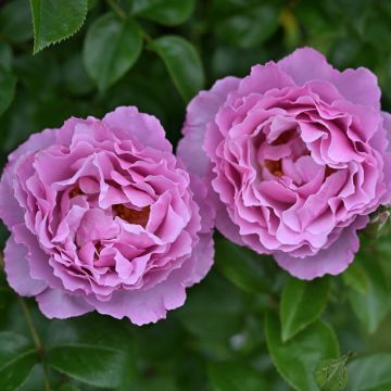 Rosier à grandes fleurs Simone Veil