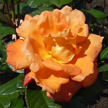 Rosier à grandes fleurs Louis de Funes ® Meirestif