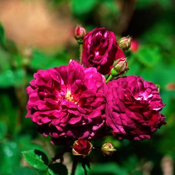 Rosier ancien Cardinal de Richelieu en racines nues