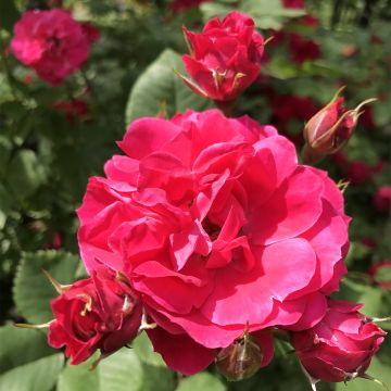 Rosier arbustif Cerise Bouquet