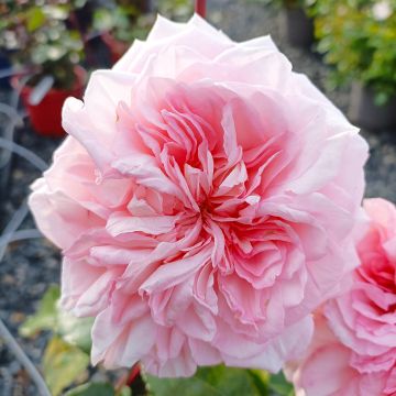 Rosier à grandes fleurs Baie des Anges® en racines nues
