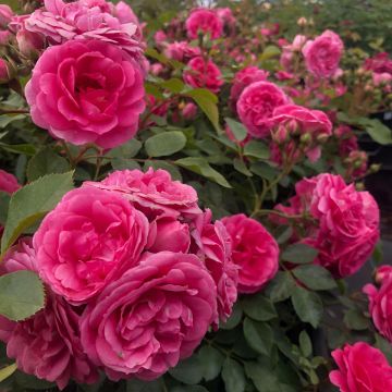 Rosier couvre-sol Amica