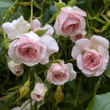 Rosier Larissa