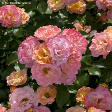 Rosier couvre-sol Knock Out en pot de 2L