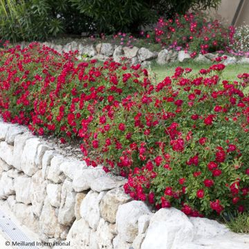 Rosier couvre-sol Knock Out en pot de 2L