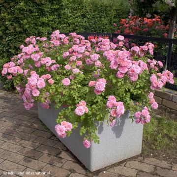 Rosier couvre-sol Knock Out en pot de 2L