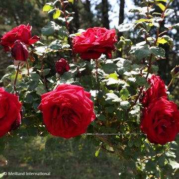 Rosier grimpant Colette Meiroupis