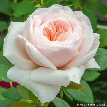Rosier grimpant Colette Meiroupis